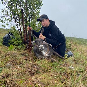 Alaska USA Hunting Caribou