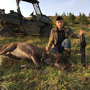 Caribou Hunt Alaska USA