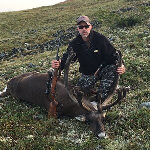 Hunting Caribou in Alaska USA