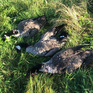 Goose Hunting Canada