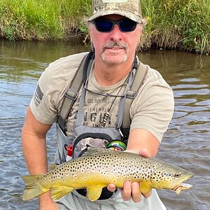 Fly Fishing Brown Trout Montana USA