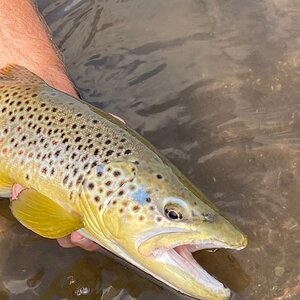 Brown Trout Fly Fishing Montana USA
