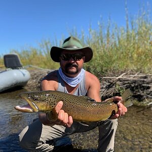 Brown Trout Fly Fishing Montana USA