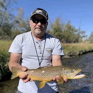 Fly Fishing Brown Trout Montana USA