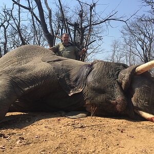 Zimbabwe Hunt Elephant