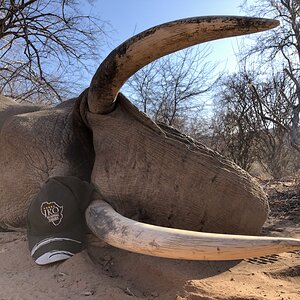 Elephant Hunt Namibia