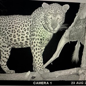 Leopard Trail Cam Pictures Namibia