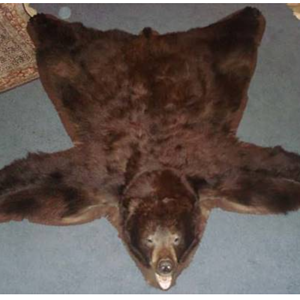 Brown Bear Rug