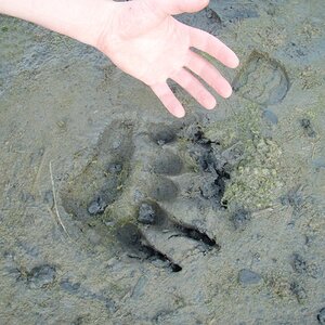 Brown Bear Tracks