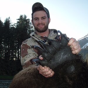 Paw of a Brown Bear