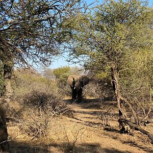 Casual walking Safari South Africa
