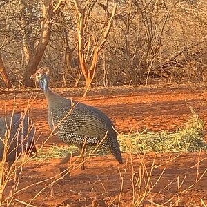 View of Guineafowl from Hunting blind