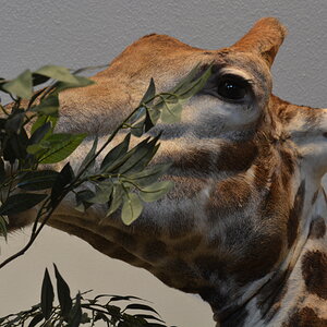 Giraffe Pedestal Mount Taxidermy Up Close