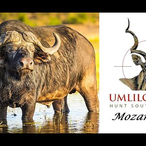 Hunting Mozambique with Umlilo Safaris