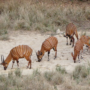 Bongo females and youngs