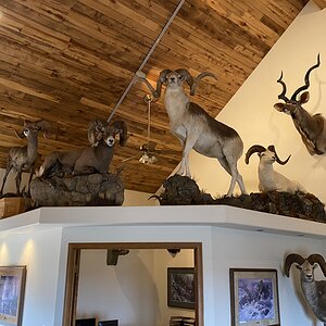 Trophy Room