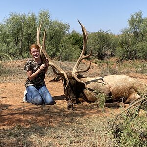 Elk Hunting Texas USA