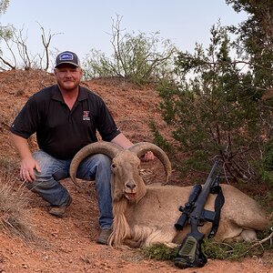 Hunt Aoudad in Texas USA