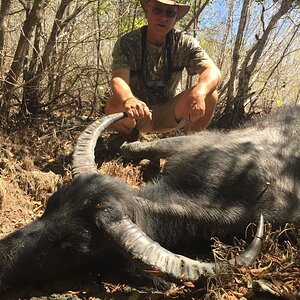 Hunt Asiatic Water Buffalo in Australia