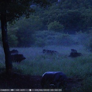 Trail Cam Pictures of Pigs in Croatia Europe