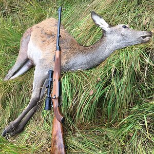 Norway Europe Hunting Deer