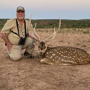 Axis Deer Hunt Texas USA