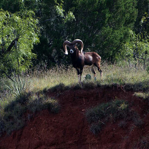 Corsican Sheep Texas USA