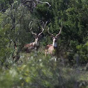 Axis Deer Texas USA