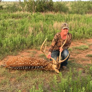 Hunt Axis Deer in Texas USA