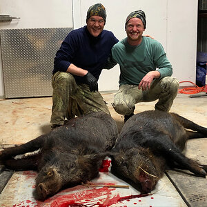 Boar Hunt Texas USA