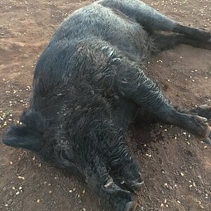 Hunt Boar in Texas USA