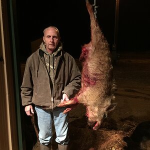 Texas USA Hunt Boar