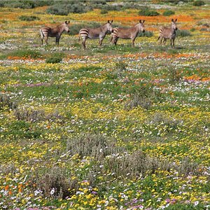 West Coast and Namaqualand Tour South Africa