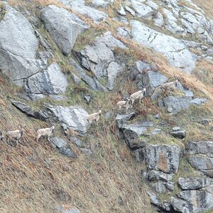 Markhor