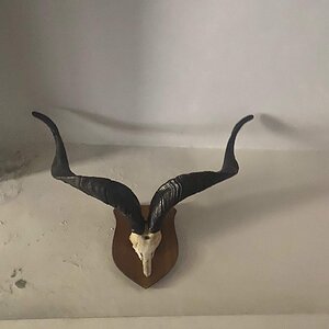 Markhor European Skull Mount