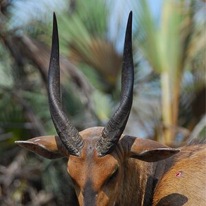 Bushbuck Hunting