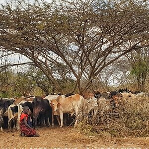 Cattle Tanzania