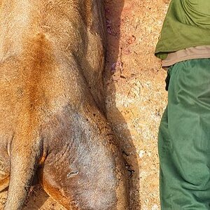 Tanzania Hunting Lion