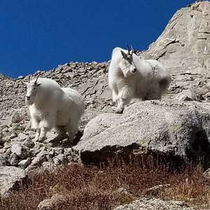 Mountain Goat Colorado USA