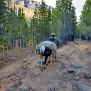Hunt Mountain Goat in Colorado USA