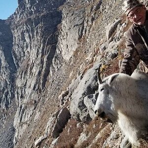 Mountain Goat Hunt Colorado USA