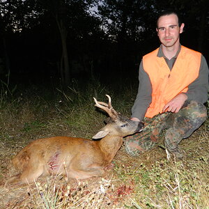 Old Roe Deer Buck Italy