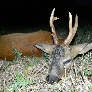 Big Mass Roe Deer Italy