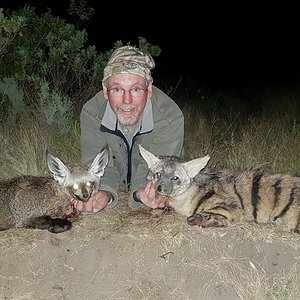 Bat-eared Fox & Aardwolf Hunt South Africa