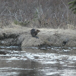Beaver Alaska USA