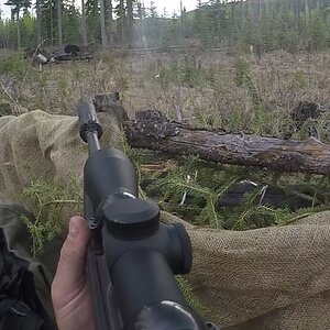 Alaska USA Hunting Bear