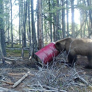 Bear Alaska USA