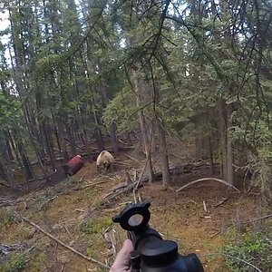 Hunt Bear in Alaska USA