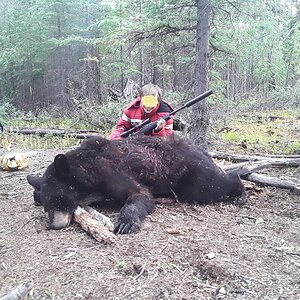 Alaska USA Hunting Bear
