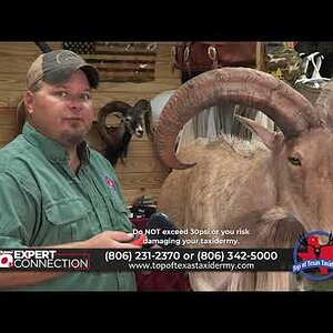 Caring for your Taxidermy